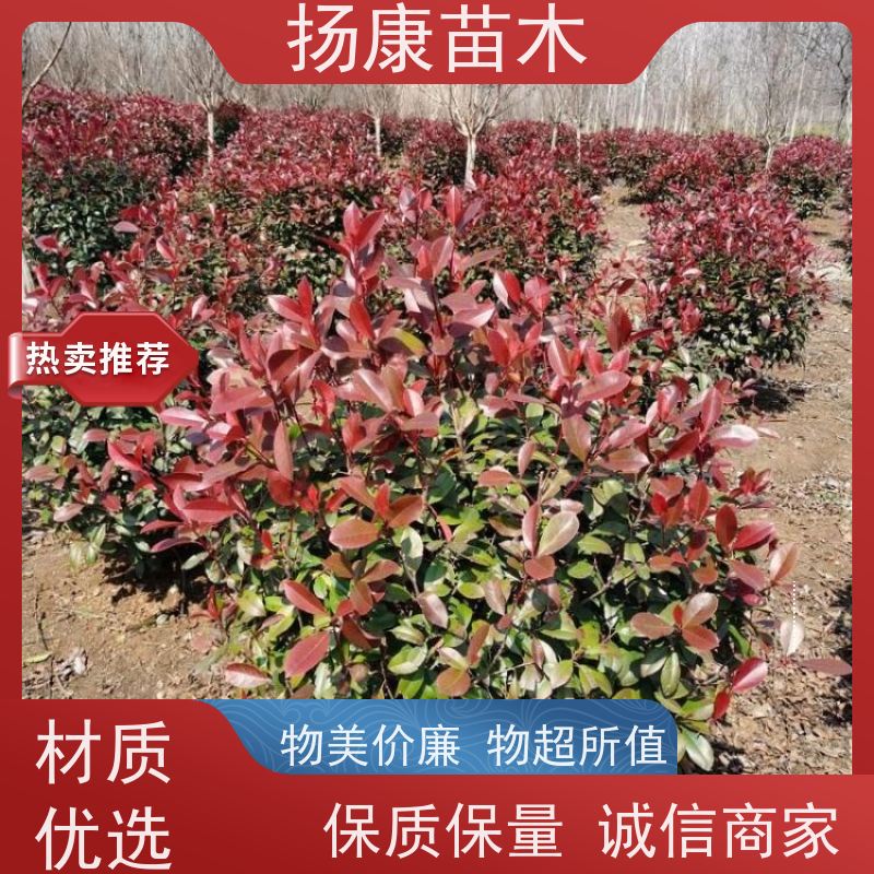 杨康苗木 冠幅饱满 景区园林绿化工程观赏球 红叶石楠球 