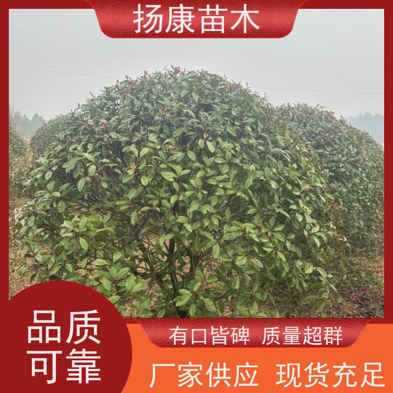 杨康苗木 80-200cm 耐阴耐旱 适应性强 5公分红叶石楠球