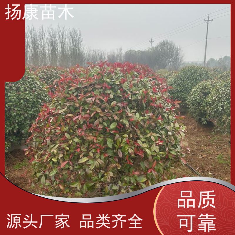 杨康苗木 园林彩叶苗木 球类观赏植物 景区色块苗 2.5米红叶石楠球