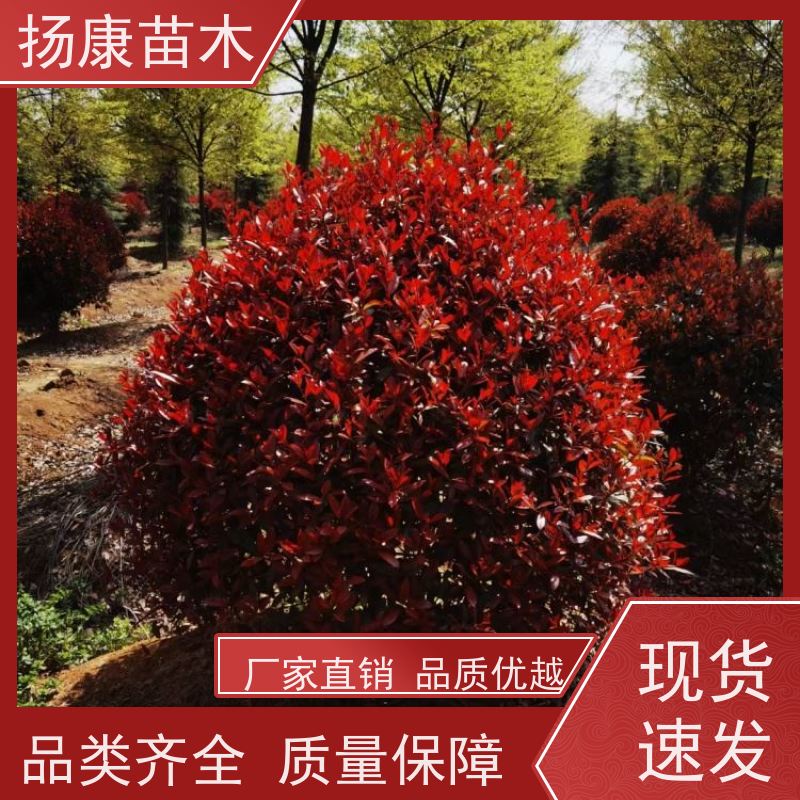 杨康苗木 80-200cm 耐阴耐旱 适应性强 1.8米红叶石楠球