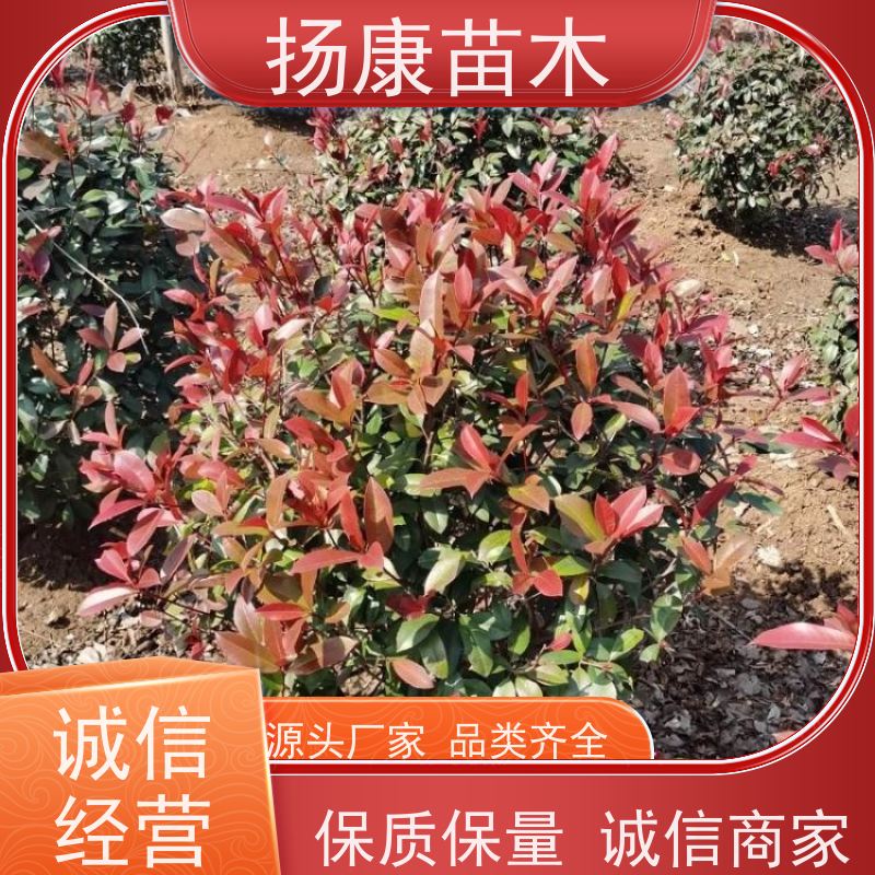 杨康苗木 四季常青庭院绿化篱笆 规格齐全 12公分红叶石楠球