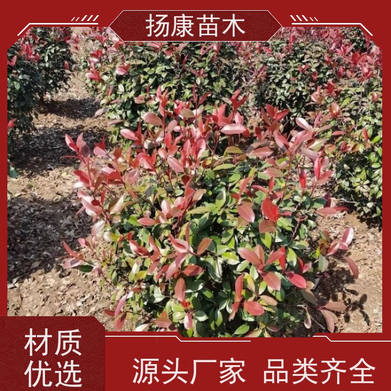 杨康苗木 香叶园林供应庭院绿化四季常青灌木球 红叶石楠球苗