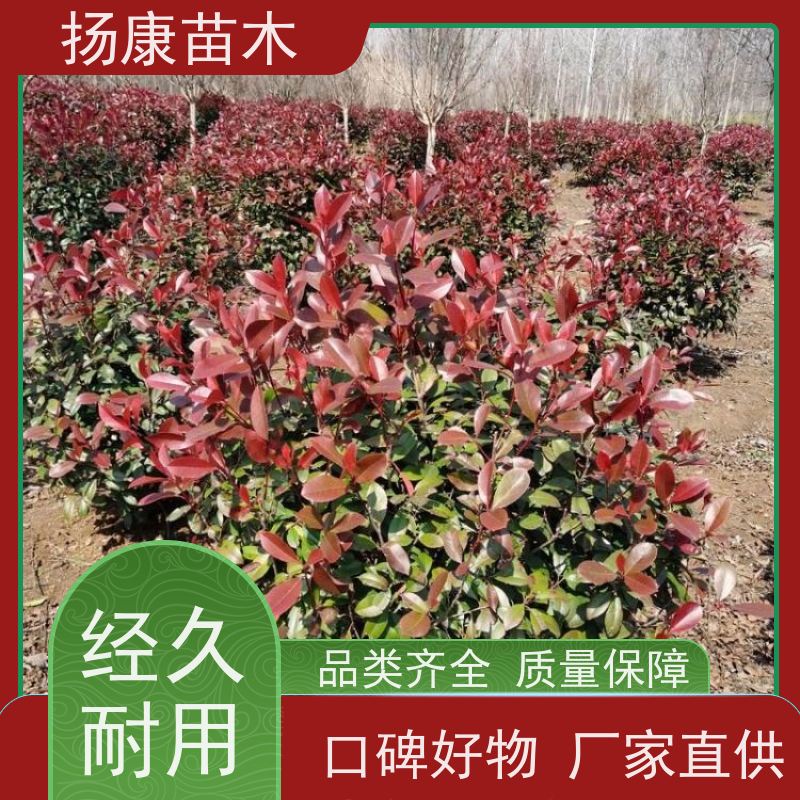 杨康苗木 四季常青庭院绿化篱笆 规格齐全 红叶石楠球 