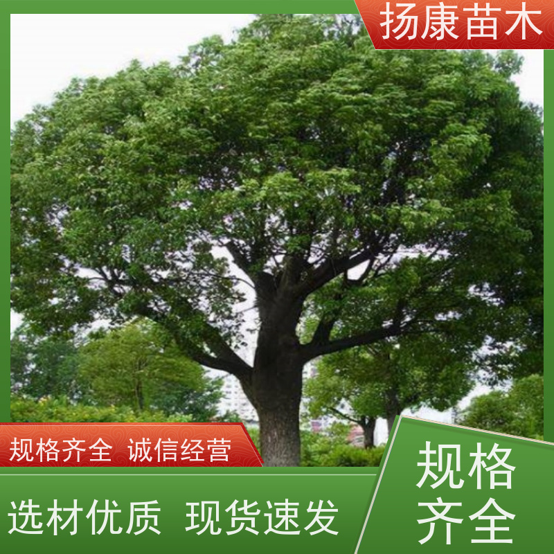 扬康苗木 高度3-12米 胸径3-15公分规格齐全 12公分香樟树