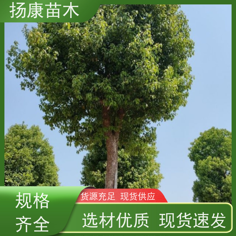 扬康苗木 高度3-12米 胸径3-15公分规格齐全 精品香樟树 