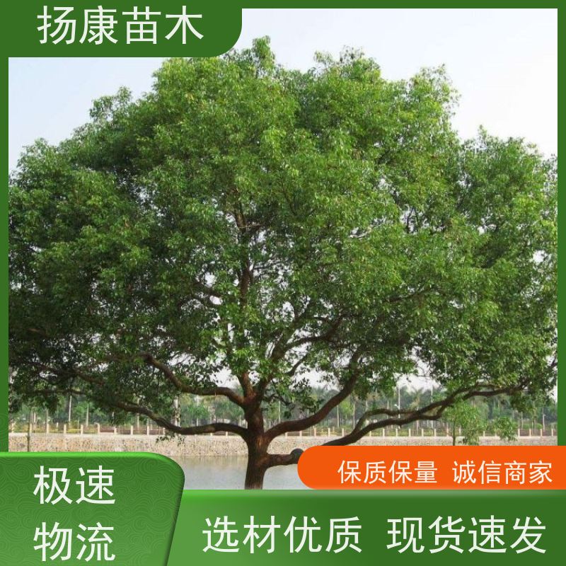 扬康苗木 园林基地直供 规格齐全 35公分香樟树 
