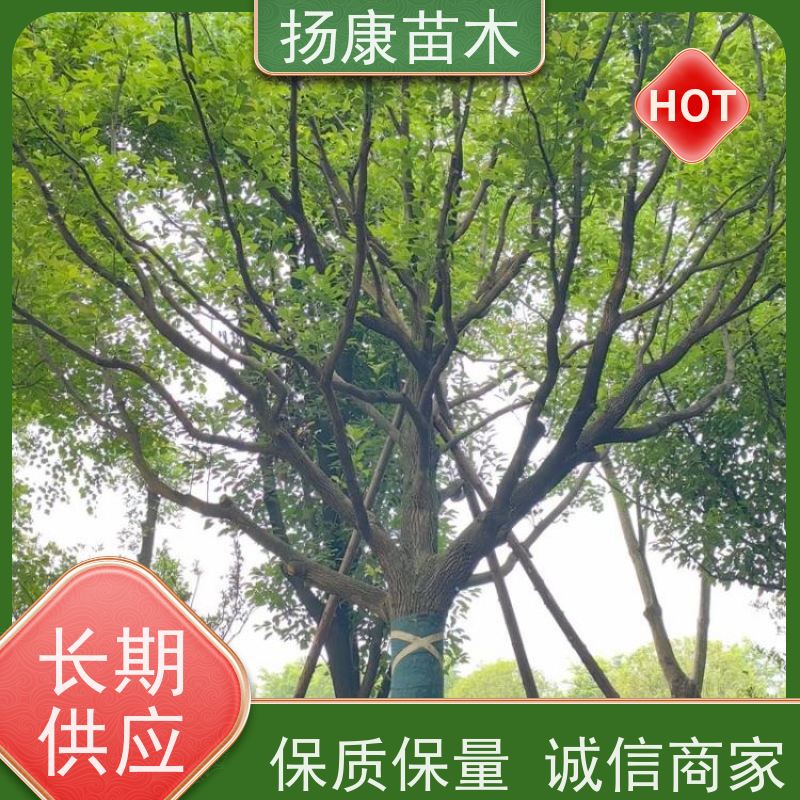 扬康苗木 城市乡镇行道风景庭荫防护树 基地直供 5公分香樟树