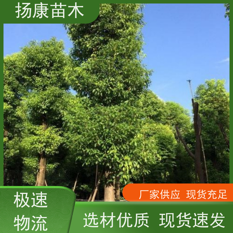 扬康苗木 全冠移植 园林绿化风景树 丛生香樟树