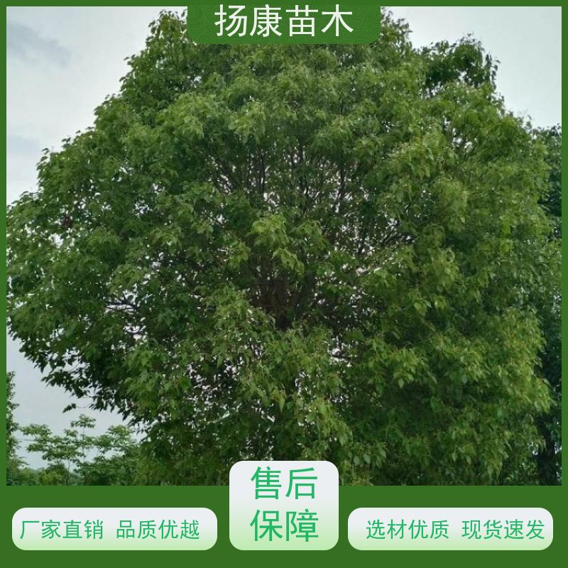 扬康苗木 耐旱抗污染 货源充足 各种规格可选 6公分香樟树