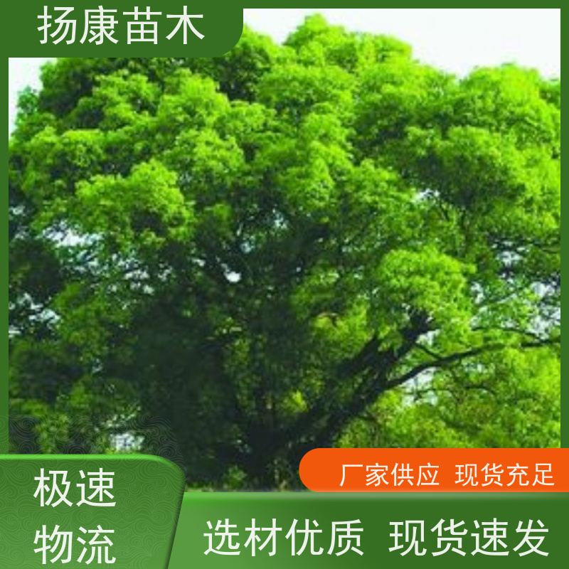 扬康苗木 包成活率 包运输 规格多样 18公分香樟树