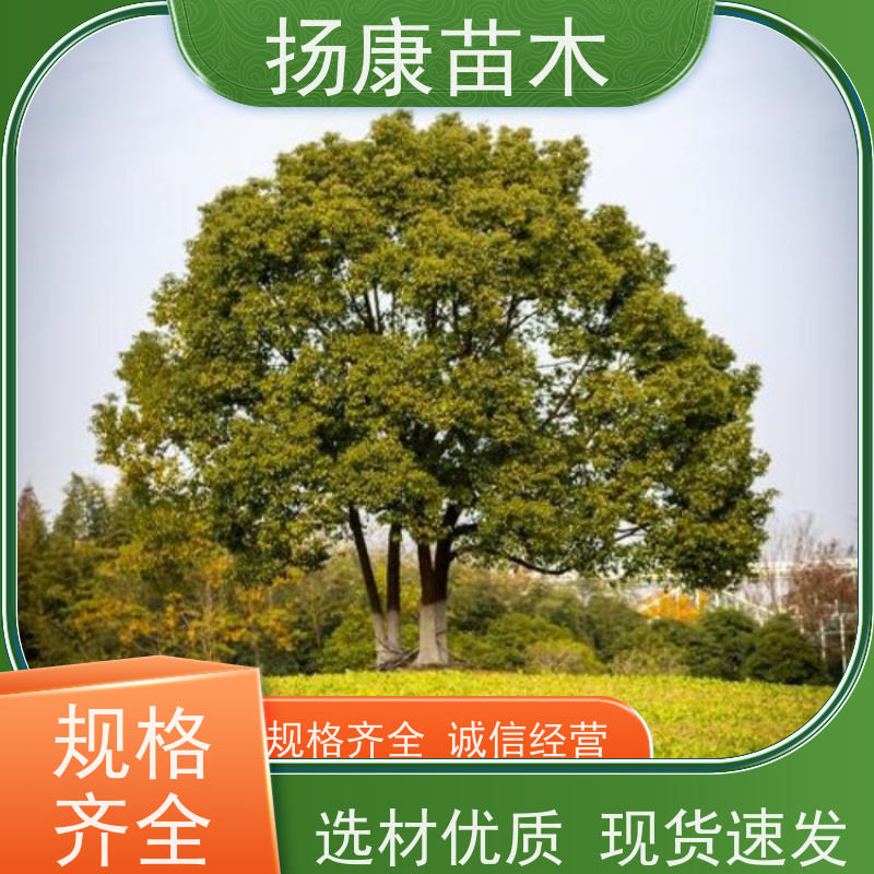 扬康苗木 城市乡镇行道风景庭荫防护树 基地直供 10公分香樟树