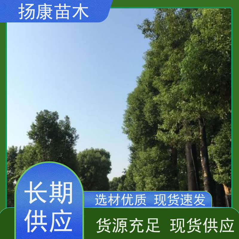 扬康苗木 全冠移植 园林绿化风景树 25公分香樟树 