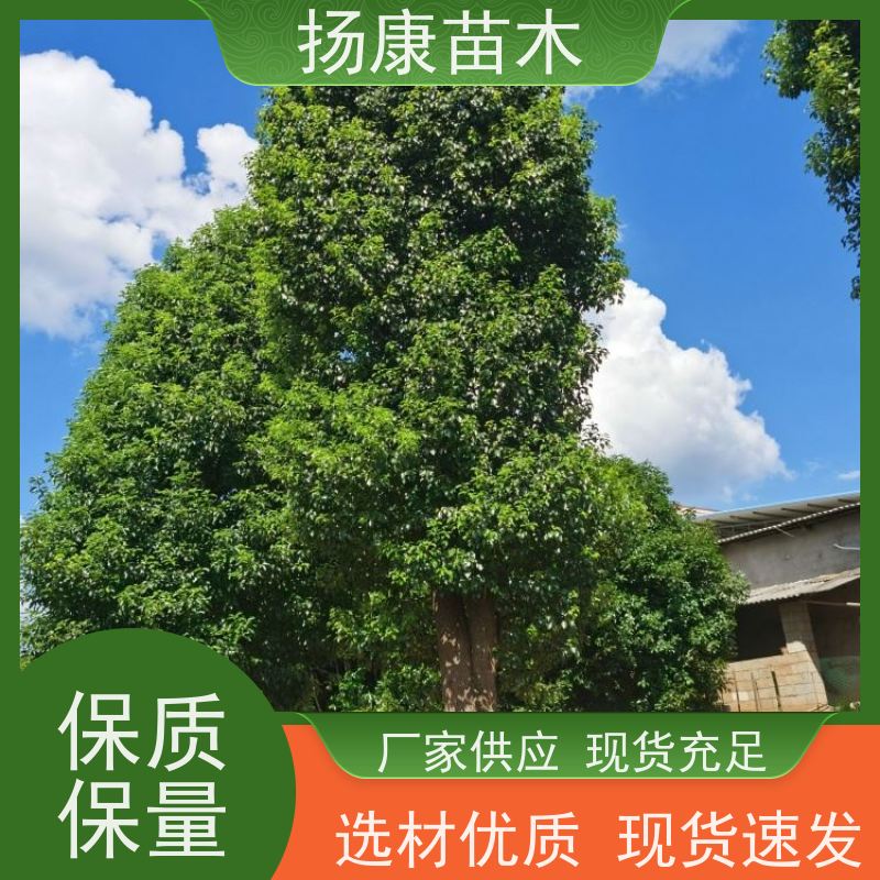扬康苗木 包成活率 包运输 规格多样 17公分香樟树