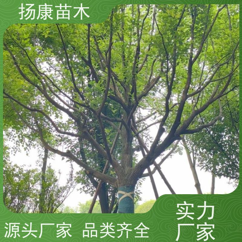 扬康苗木 多种规格四季常青乔木 市政城市道路绿化 17公分香樟树