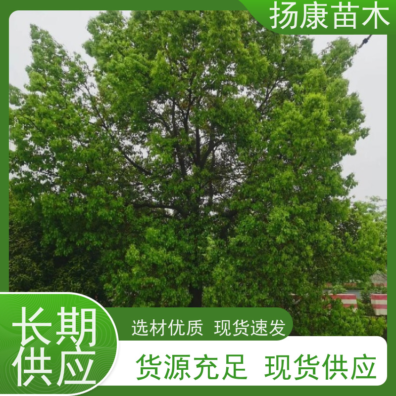 扬康苗木 包成活率 包运输 规格多样 5公分香樟树