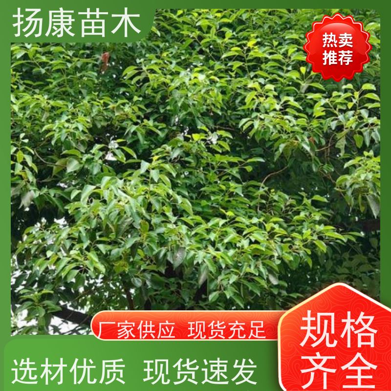扬康苗木 高度3-12米 胸径3-15公分规格齐全 20公分香樟树