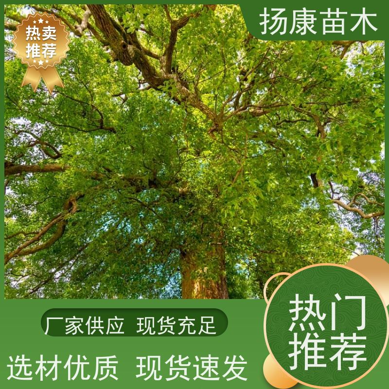 扬康苗木 园林绿化工程植物多杆移栽种植 基地直发 香樟树