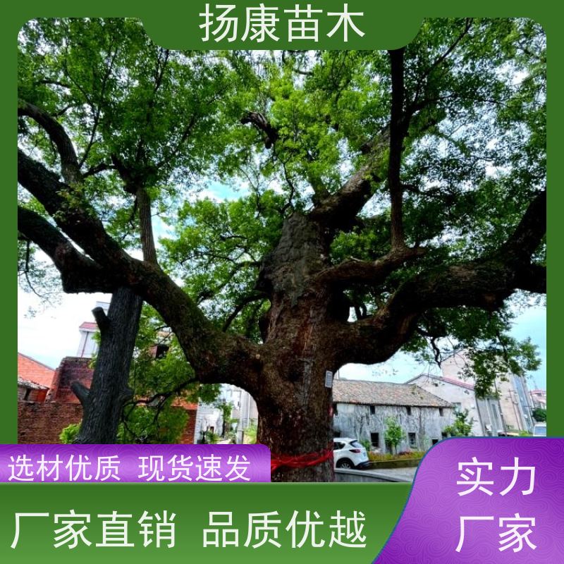 扬康苗木 景区园林行道风景绿化工程苗 移栽香樟树