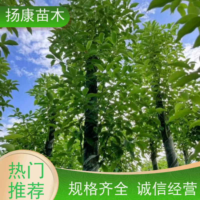 扬康苗木 园林绿化工程植物多杆移栽种植 基地直发 16公分香樟树