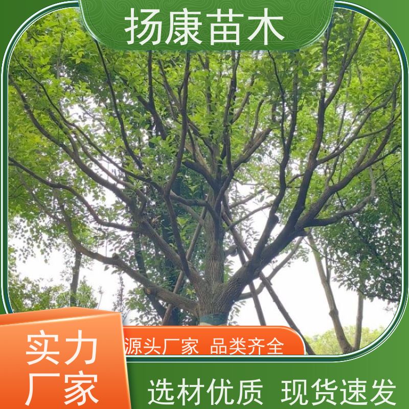 扬康苗木 耐旱抗污染 货源充足 各种规格可选 5公分香樟树