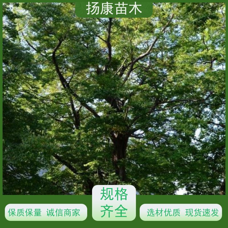 扬康苗木 多种规格四季常青乔木 市政城市道路绿化 6公分香樟树