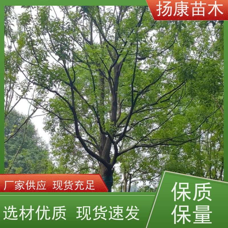 扬康苗木 高度3-12米 胸径3-15公分规格齐全 14公分香樟树