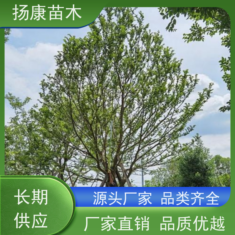 丛生朴树5米 扬康苗木 抗风抗烟滞尘 容易存活 生长速度快