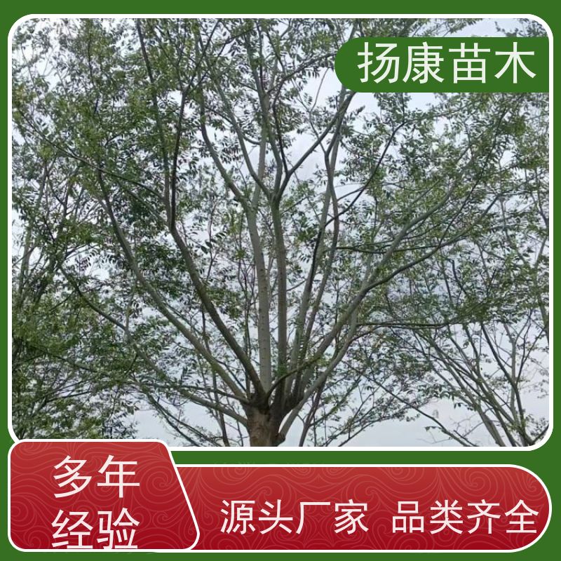 丛生朴树8米 扬康苗木 抗风抗烟滞尘 容易存活 生长速度快