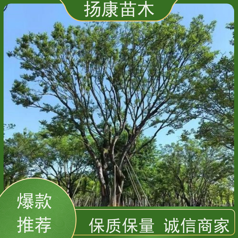 20公分丛生朴树 扬康苗木 各规格齐全 景区园林绿化工程行道树
