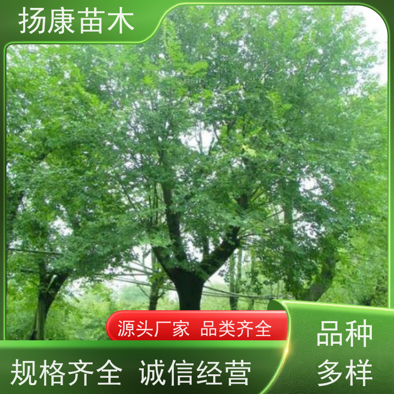 丛生朴树9米 扬康苗木 适温暖湿润气候 适生于肥沃平坦之地 基地发货