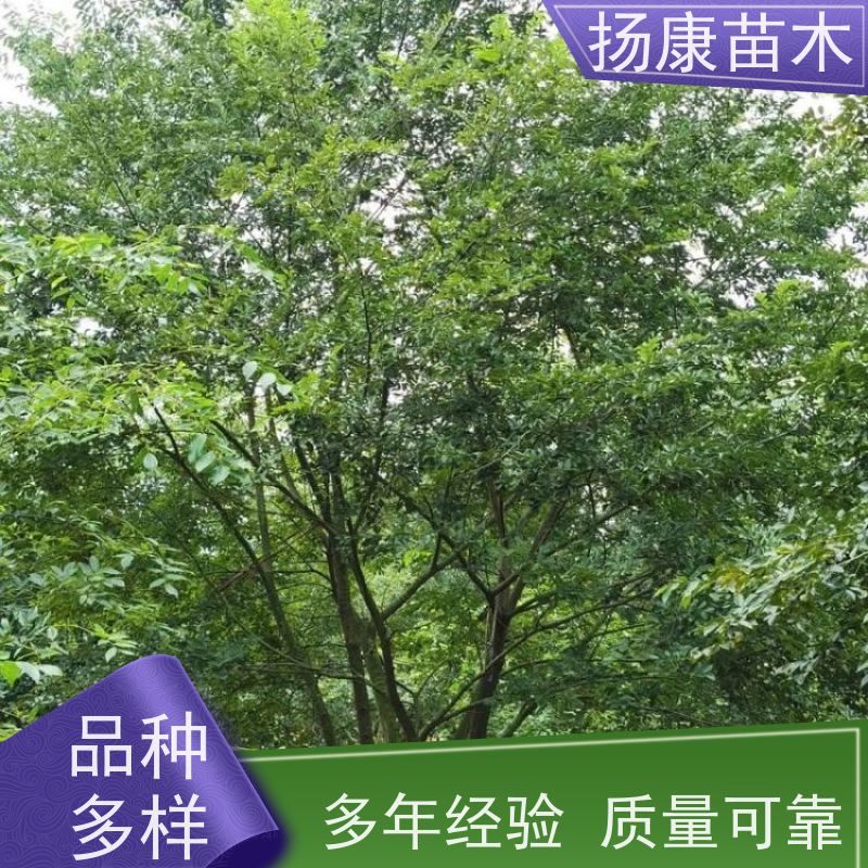 20公分丛生朴树 扬康苗木 庭院植物观赏树大型绿化树 适应能力强