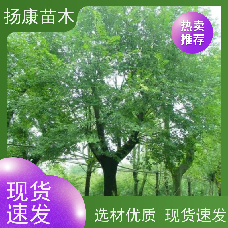 丛生朴树9米 扬康苗木 园林景观工程用 自然树冠造型美