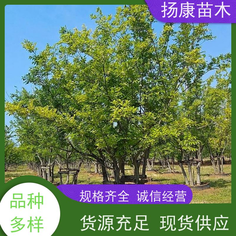 6米丛生朴树 扬康苗木 园林景观工程用 自然树冠造型美
