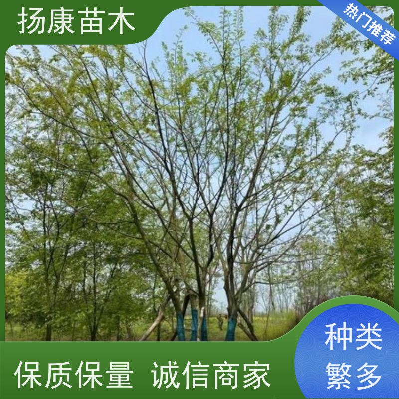 丛生朴树8米 扬康苗木 工程绿化苗 行道树 青树15公分 占地
