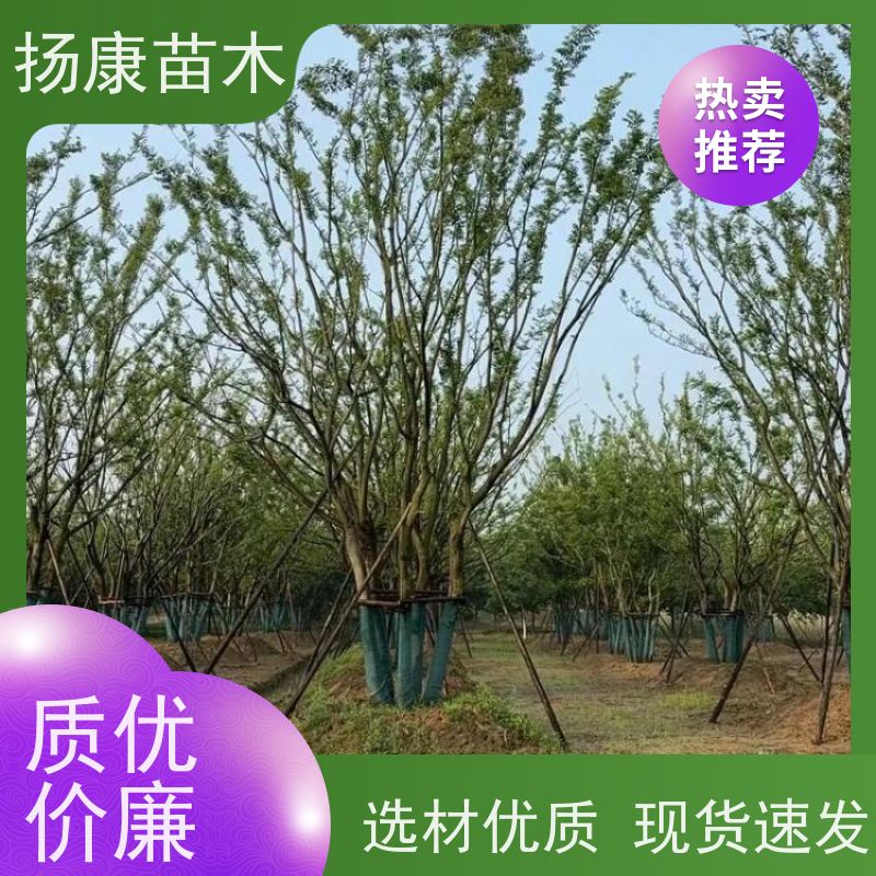 80公分丛生朴树 扬康苗木 自产自销 基地批量供应