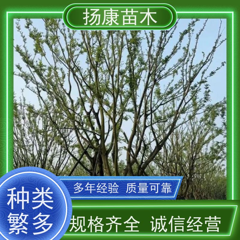 丛生朴树 扬康苗木 各规格齐全 景区园林绿化工程行道树