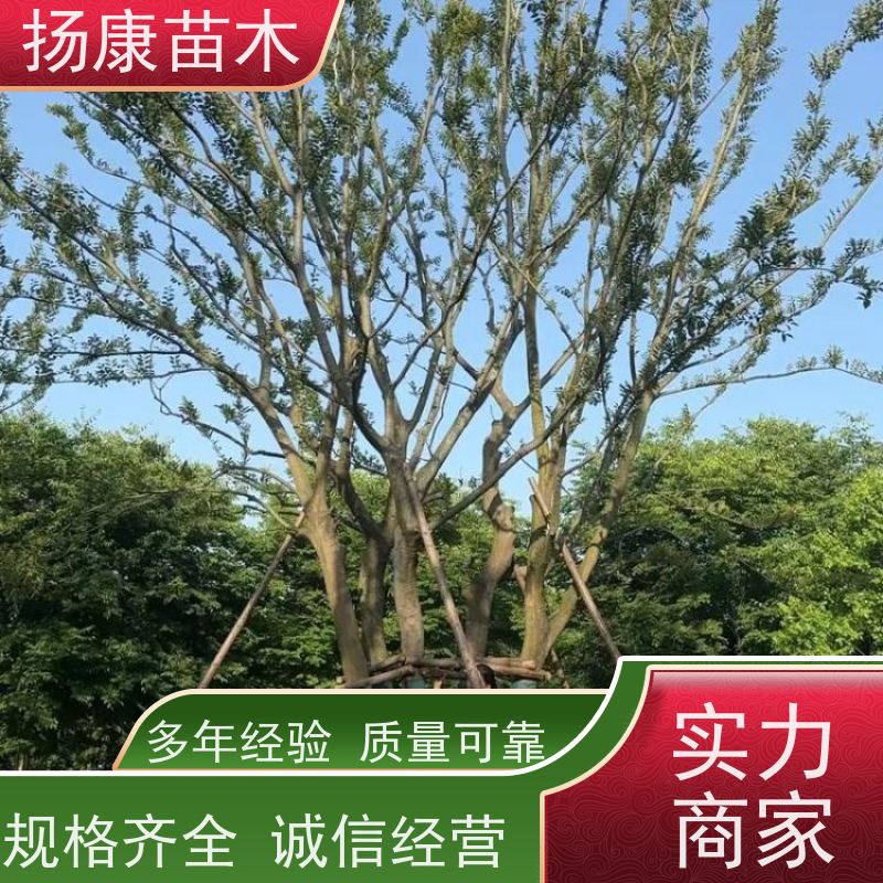 70公分丛生朴树 扬康苗木 耐寒适应力较强适合公园庭院街道公路荫树