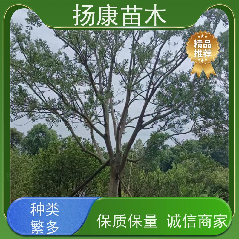 30公分丛生朴树 扬康苗木 抗风抗烟滞尘 容易存活 生长速度快