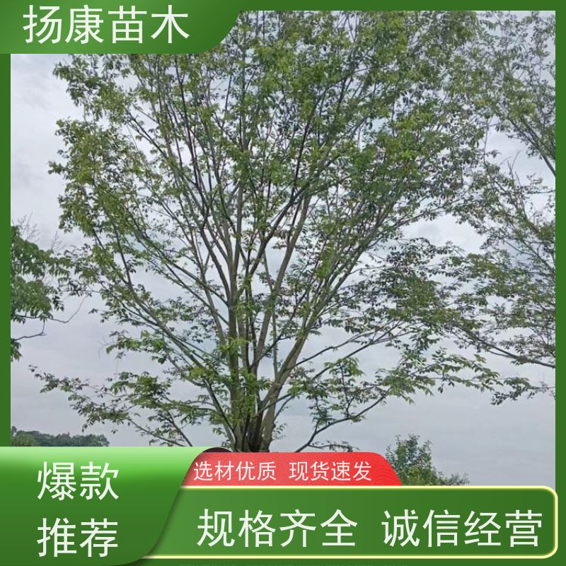 精品丛生朴树 扬康苗木 叶色鲜艳 街道造型装饰树 自产自销