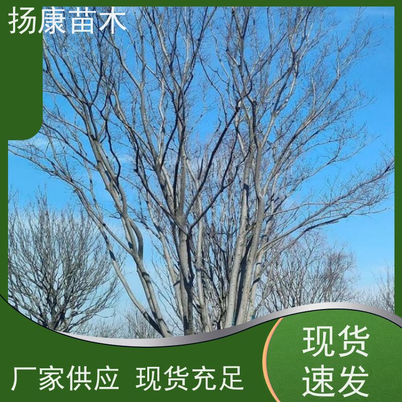 30公分丛生朴树 扬康苗木 苗圃基地批发 树形精品