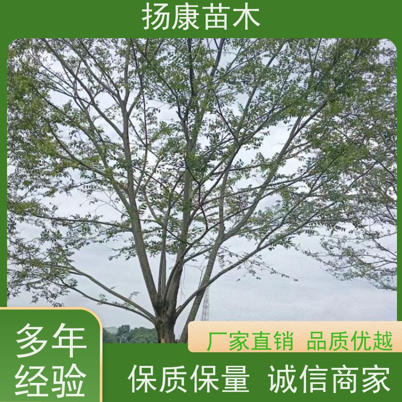 10公分丛生朴树 扬康苗木 自产自销 基地批量供应