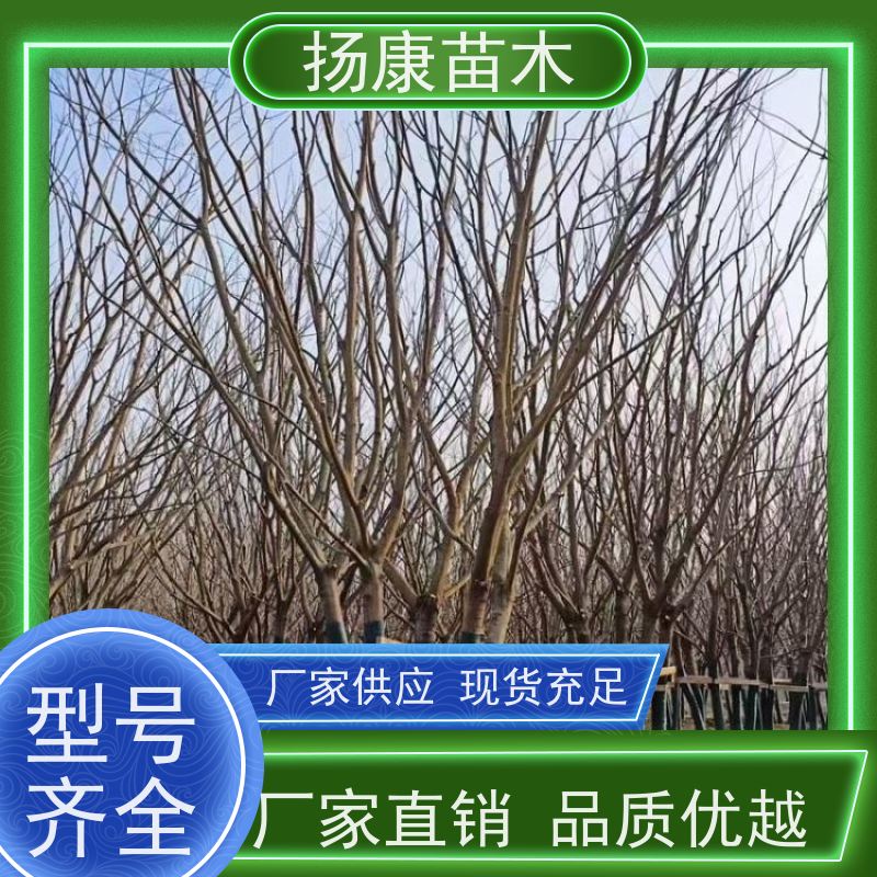 丛生朴树10米 扬康苗木 城市绿化工程行道树 现挖现发 基地直售