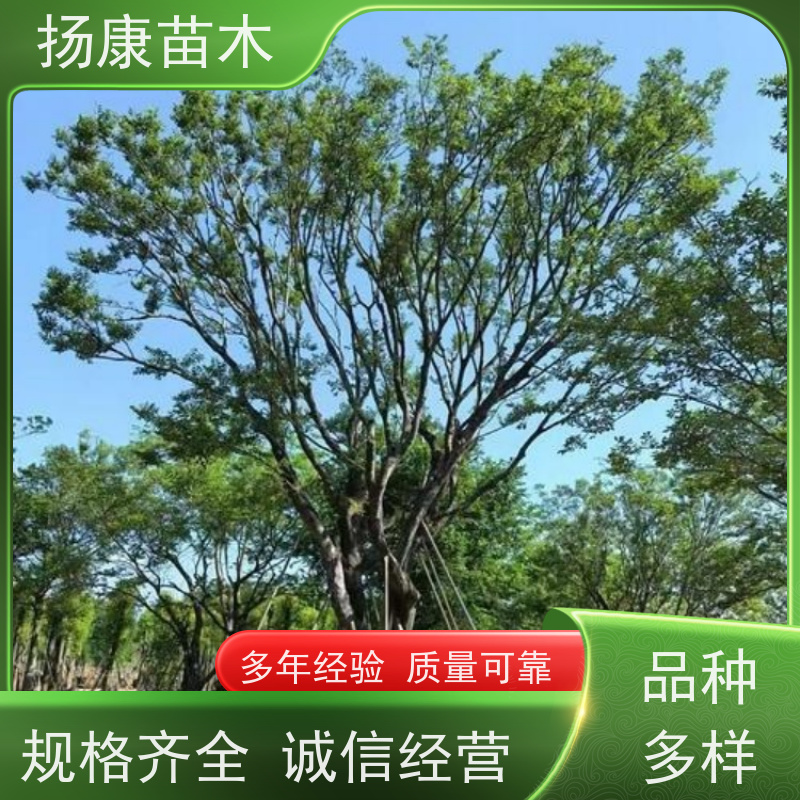丛生朴树9米 扬康苗木 庭院小区庭荫树 规格齐全 树形优美