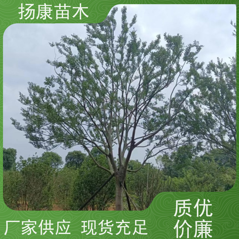 20公分丛生朴树 扬康苗木 自产自销 基地批量供应