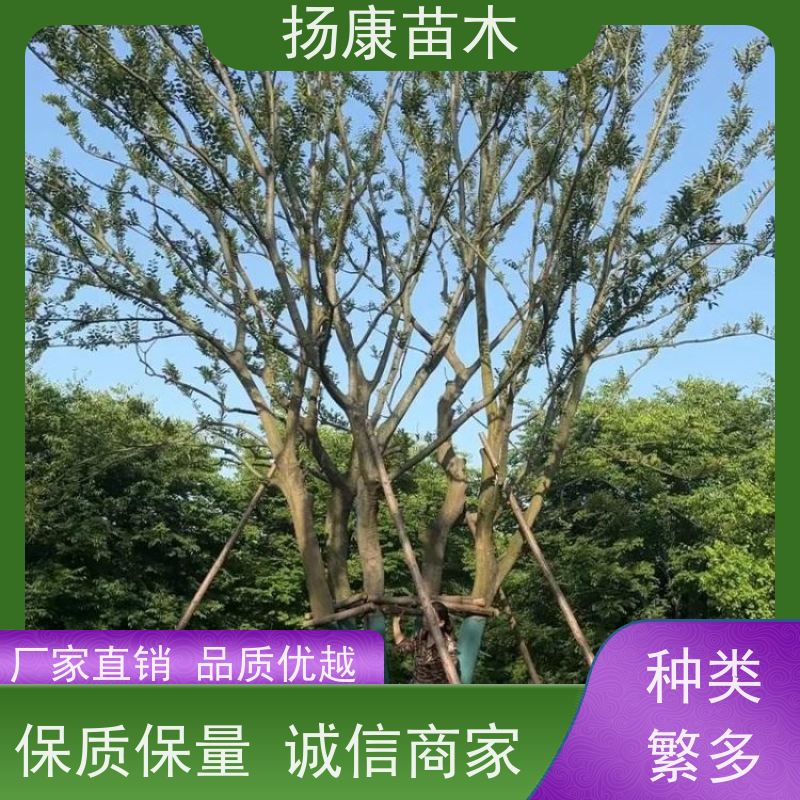 60公分丛生朴树 扬康苗木 大小规格齐全 公园广场造型绿化树 易栽培