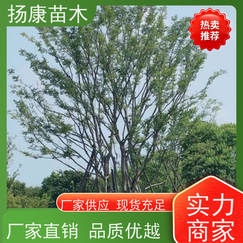 40公分丛生朴树 扬康苗木 自产自销 基地批量供应
