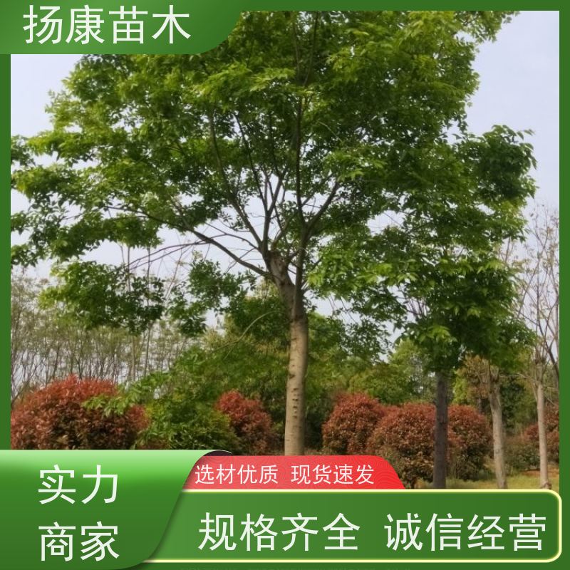5米丛生朴树 扬康苗木 庭院植物观赏树大型绿化树 适应能力强