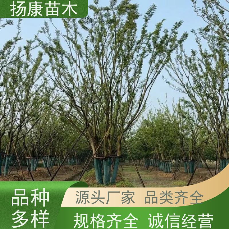 90公分丛生朴树 扬康苗木 各规格齐全 景区园林绿化工程行道树