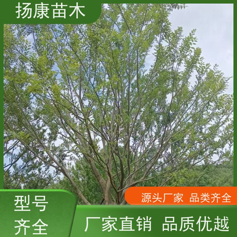 丛生朴树10米 扬康苗木 对土壤要求不严 有一定耐干旱能力 带土球发货