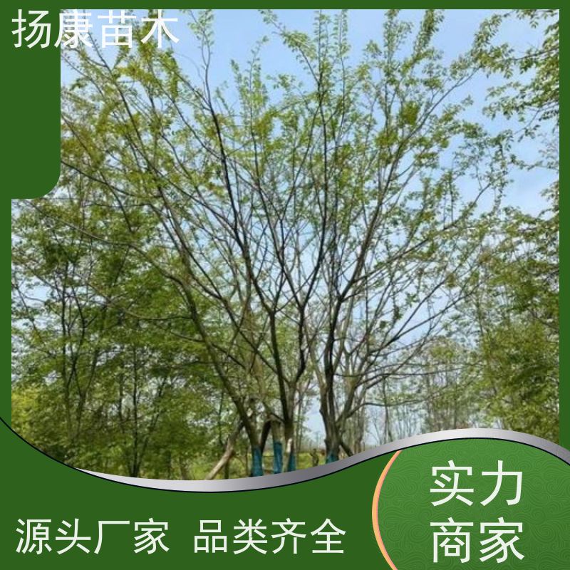 丛生朴树5米 扬康苗木 园林行道绿化露地栽培 根系发达